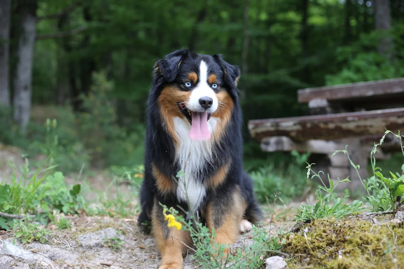 Miniature American Shepherds