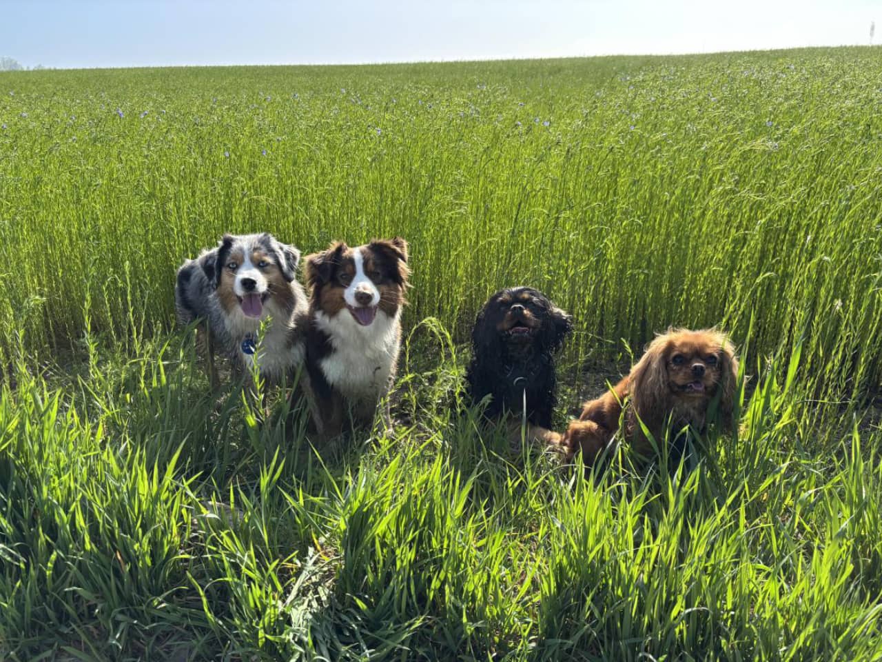 Miniature American Shepherds