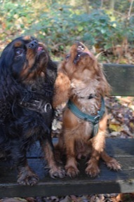 9f4df7358351320f66cec2bf99621d40-cropped.jpg