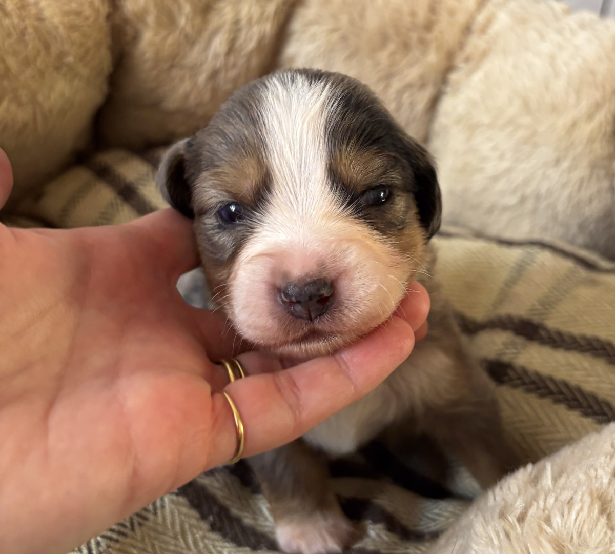 Merlin (Milo) - RESERVE