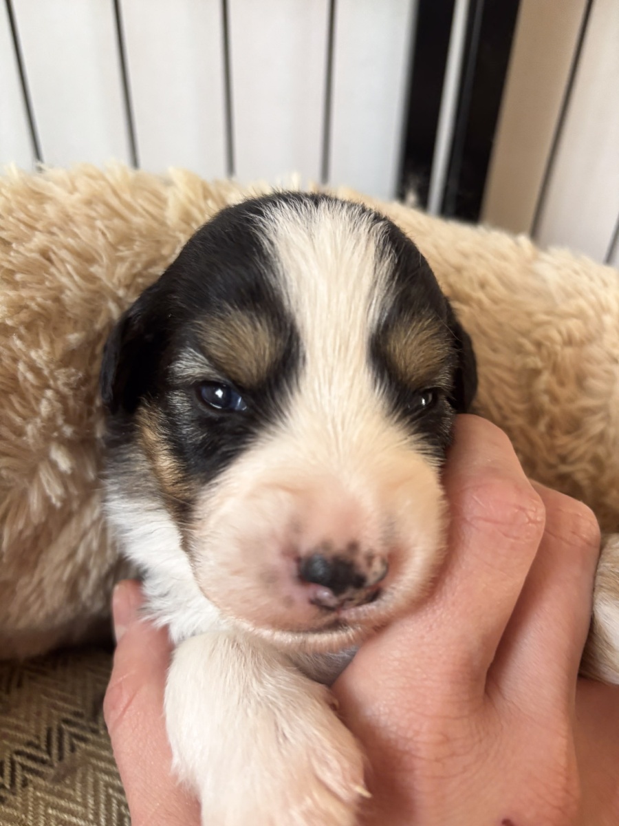 Teddy - RESERVE